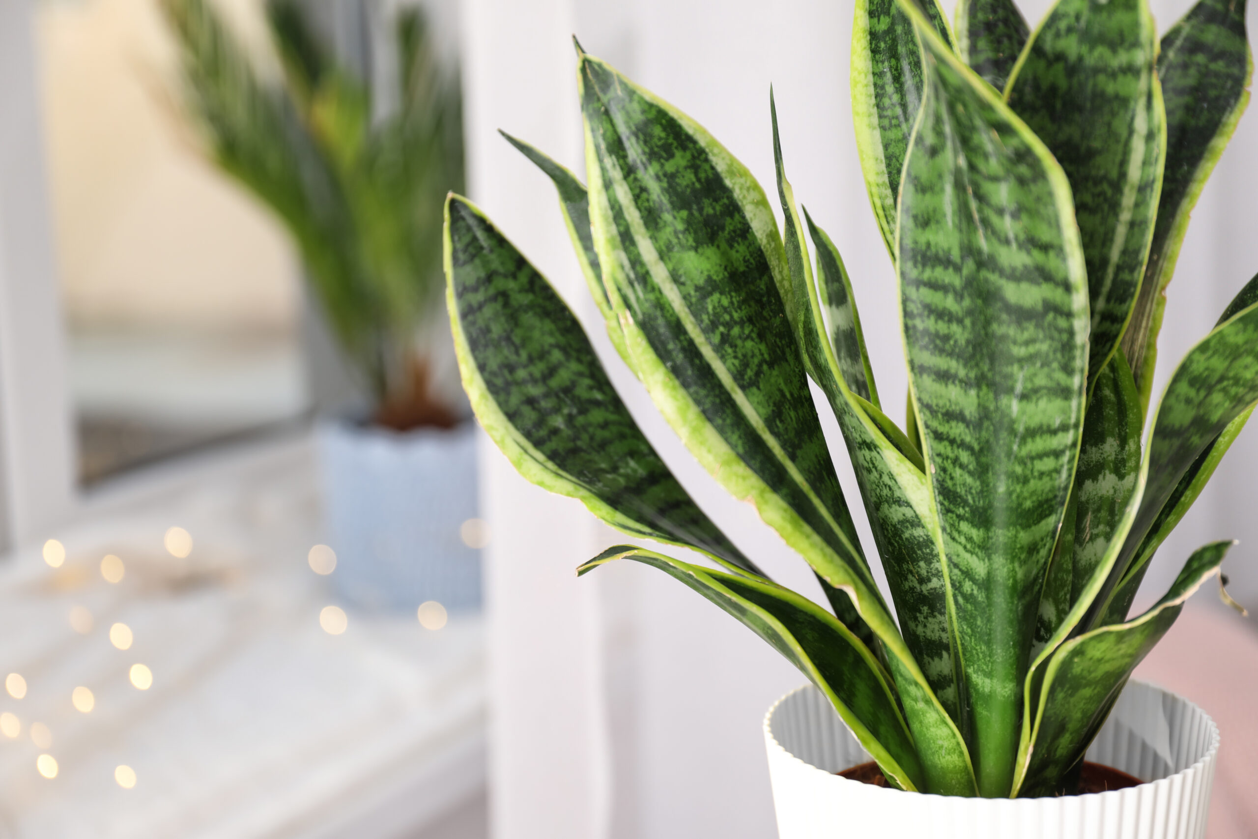 Decorative sansevieria plant in room, closeup